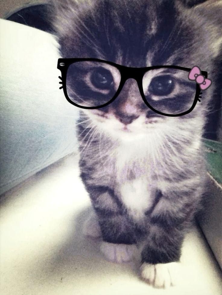 10 Clever Alternative Uses for Cat Litter!